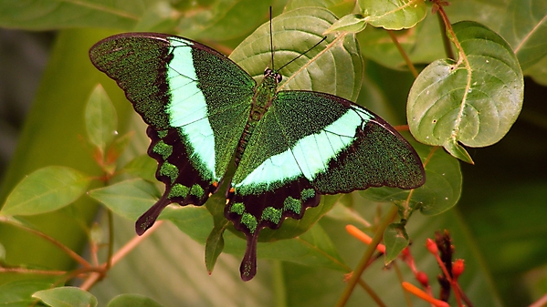 Зеленая бабочка на листике