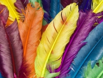 Цветные перья