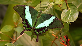 Зеленая бабочка на листике
